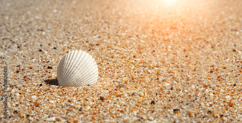 white shell in the sea sand beach. element for design. creative minimal idea. sea shells on sand background. Summer and vacation travel concept. close up. soft selective focus white shell in the sea sand beach. element for design. creative minimal idea. sea shells on sand background. Summer and vacation travel concept. close up. soft selective focus