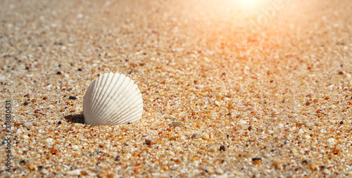 white shell in the sea sand beach. element for design. creative minimal idea. sea shells on sand background. Summer and vacation travel concept. close up. soft selective focus