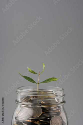 Plant growing on coin glass jar. Concept money saving.