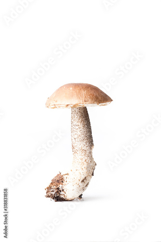 Boletus mushroom (Léccinum scábrum) - autumn harvest of wild mushroom on the light background