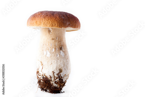 Boletus mushroom (Bolétus edúlis) - autumn harvest of wild mushroom on the light background