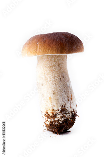 Boletus mushroom (Bolétus edúlis) - autumn harvest of wild mushroom on the light background