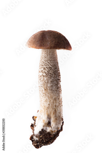 Boletus mushroom (Léccinum scábrum) - autumn harvest of wild mushroom on the light background photo