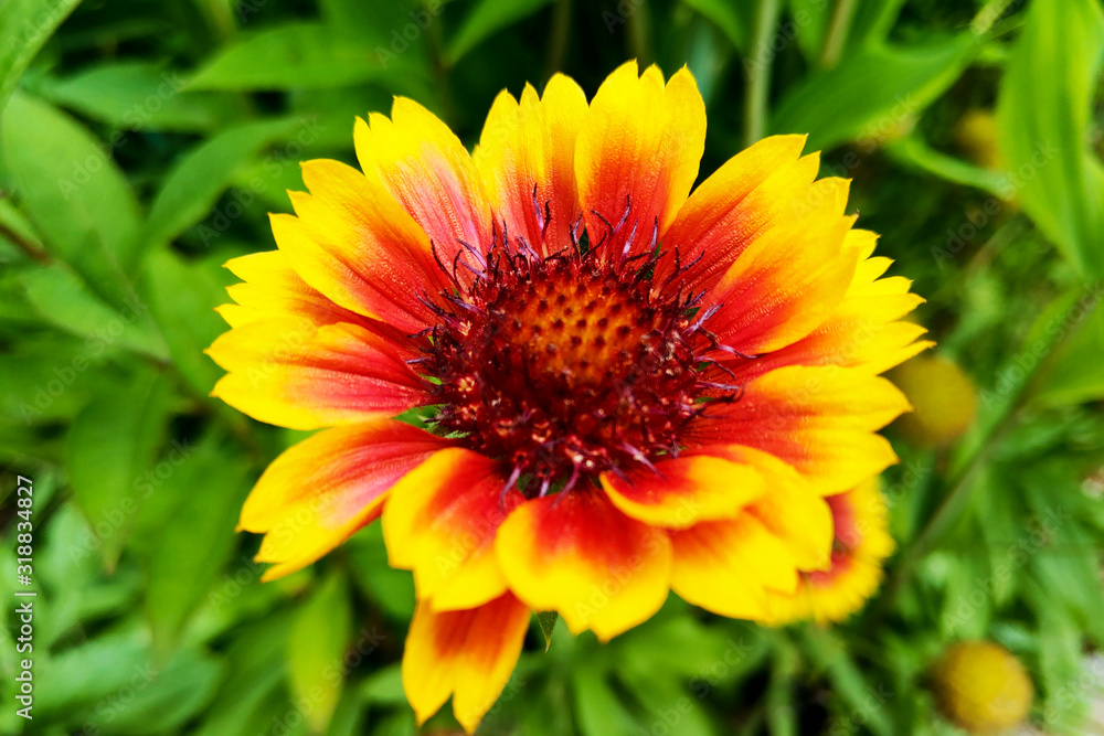 Flower - closeup of an indian blanket with copy-space. Flower - closeup of an indian blanket with copy-space.