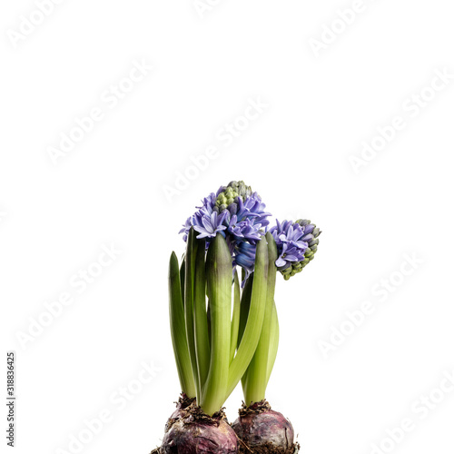 Hyacinth on white.