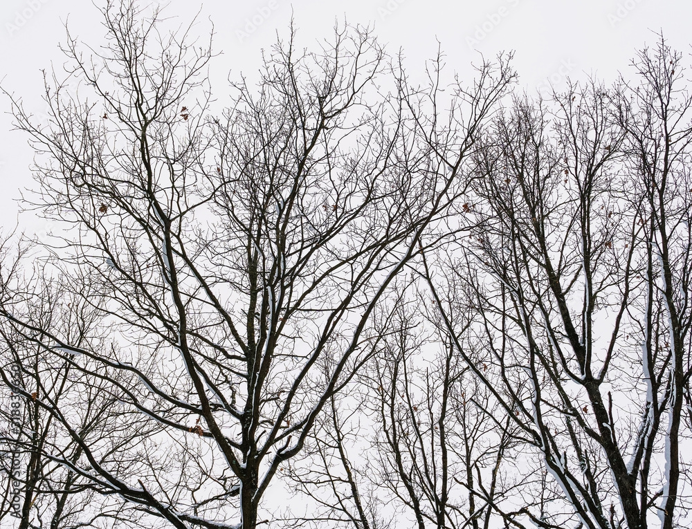 silhouette of snowy trees in winter forest silhouette of snowy trees in winter forest