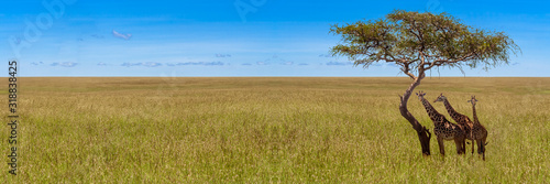 Photography Three giraffes under acacia tree