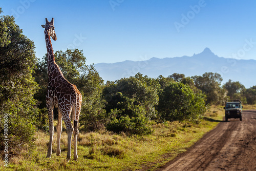 Giraffe looking at tourists