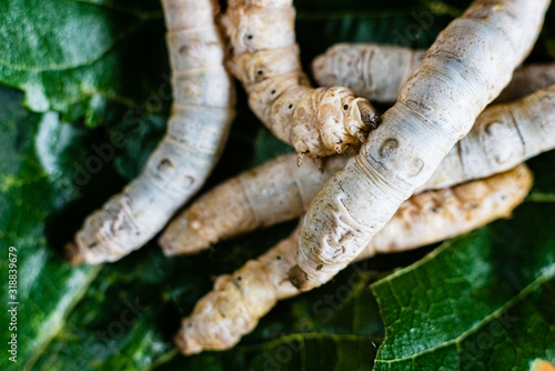 Fotografia Group of silk worms, Bombyx mori, seen from above eating mulberry leaves