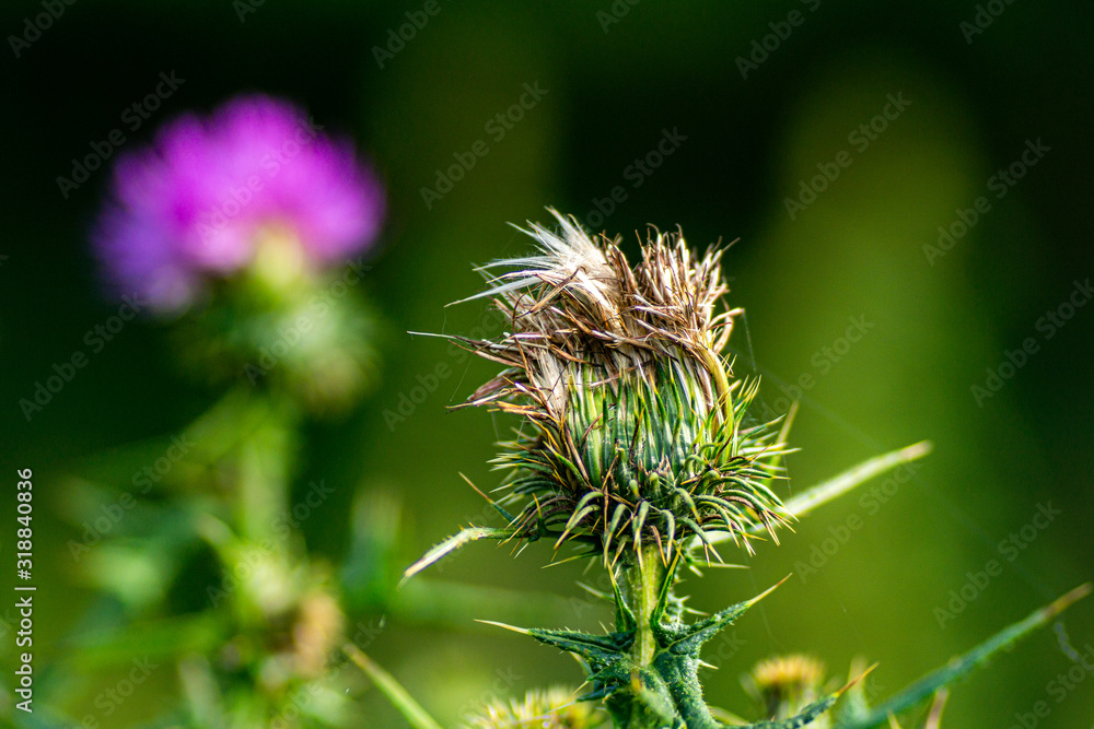 Distel verblüht und mit pink-farbener Blüte Distel verblüht und mit pink-farbener Blüte