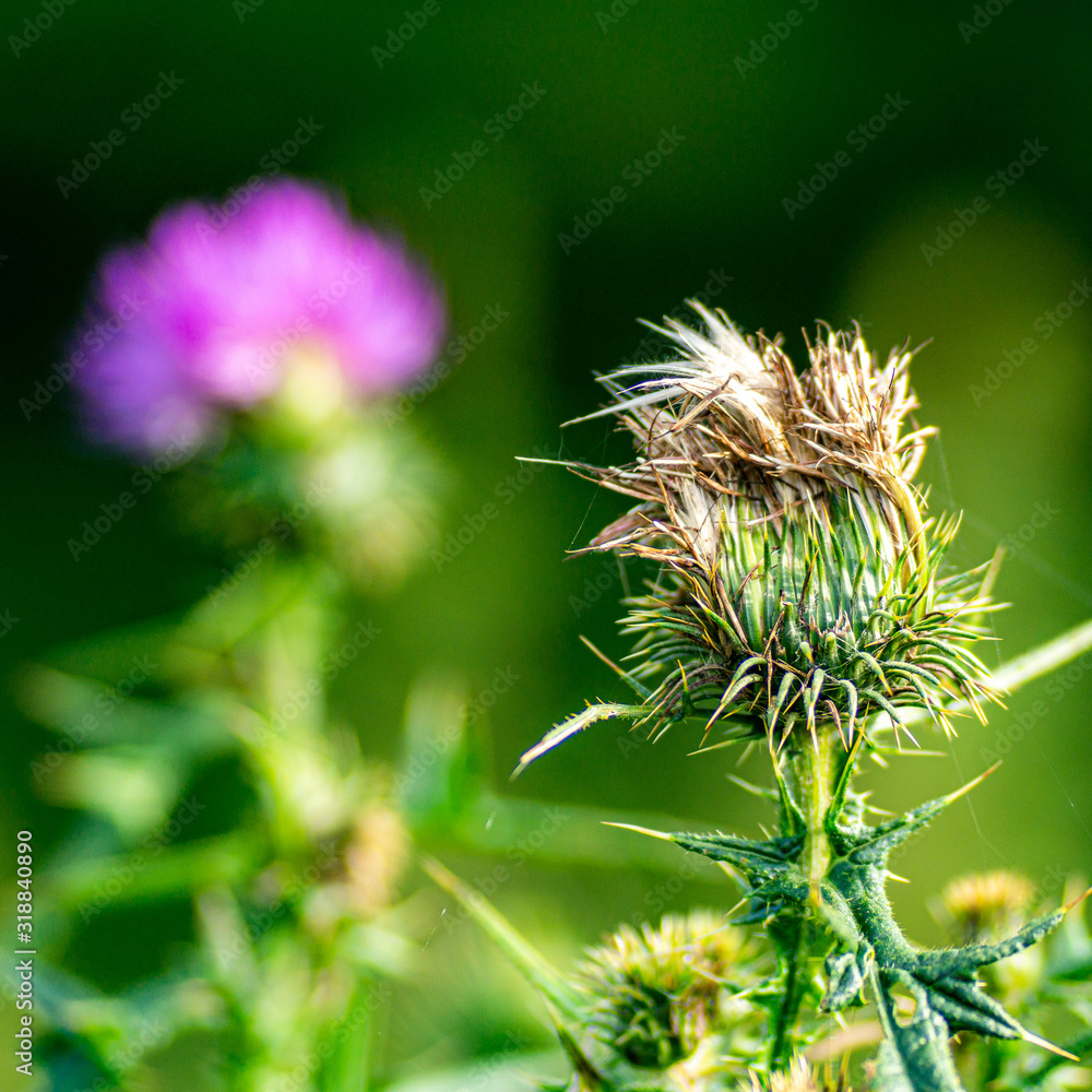 Distel verblüht und mit lila-farbener Blüte Distel verblüht und mit lila-farbener Blüte