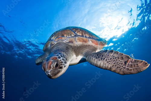 Φωτογραφία Wide angle shoot of a green turtle in the blue water of Tenerife (Canary Island)