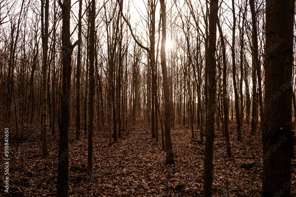 Fototapeta premium A forest in autumn with leaves on wet ground