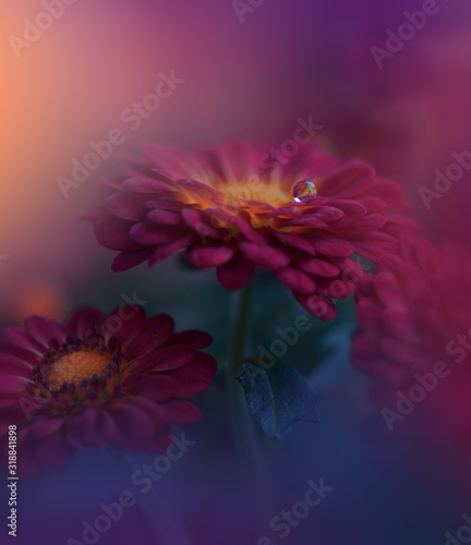Beautiful Nature Background.Creative Artistic Wallpaper.Abstract Macro Photography.Soft Focus.Floral Art Design.Close up View.Happy Holidays.Celebration love.Violet Color.Colorful Chrysanthemum Flower