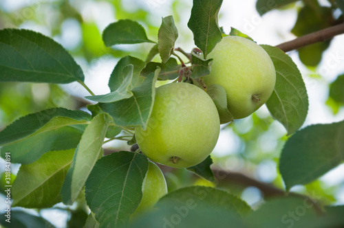 Green apples close up. Orchard with ripe apples on apple tree branches. Picking apples.
