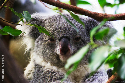 koala grüne blätter