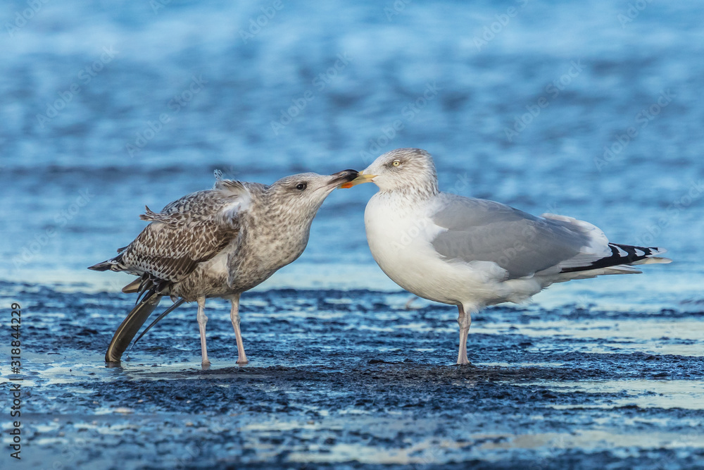 Obraz premium möwen