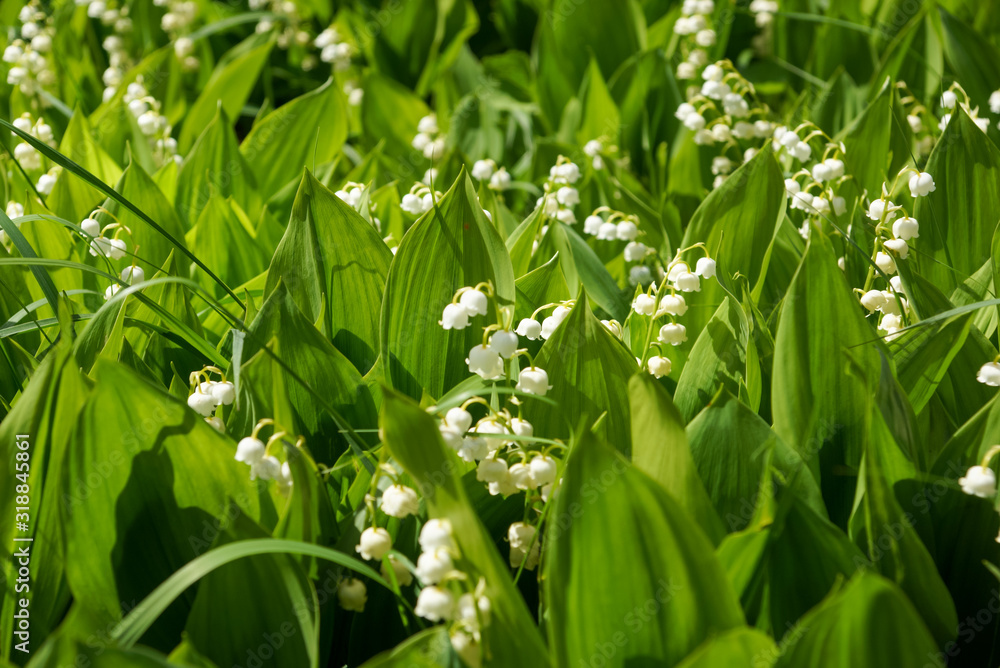 spring flowers white lilies of the valley in dense foliage spring flowers white lilies of the valley in dense foliage