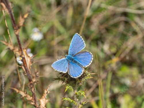 Obraz na płótnie Adonis blue 