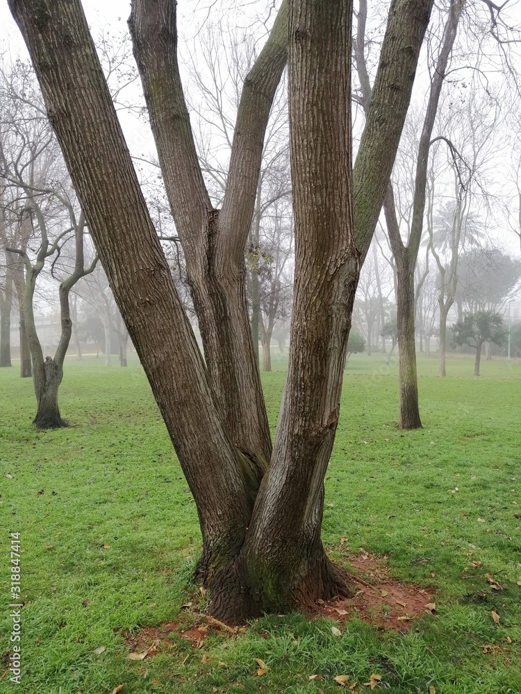 Fototapeta premium Alquería Park a foggy day