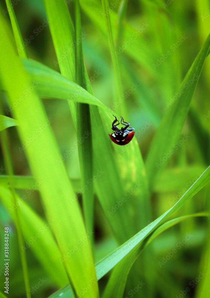 ladybug crawling on a green blade of grass ladybug crawling on a green blade of grass