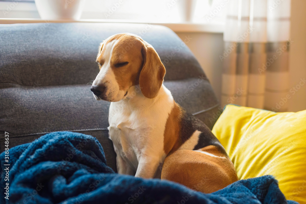 A pet beagle dog sleeps on a sofa. Dog background. Canine concept. A pet beagle dog sleeps on a sofa. Dog background. Canine concept.