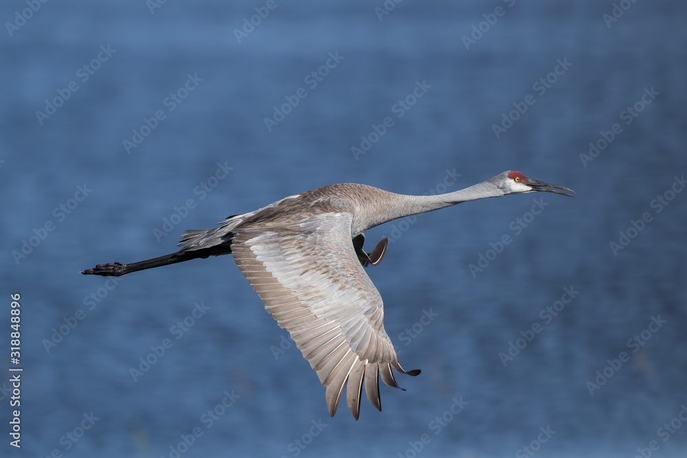 Obraz premium Sandhill Crane Flying