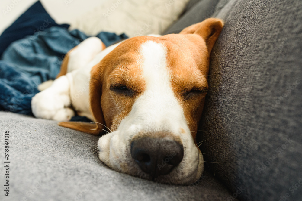 A pet beagle dog sleeps on a sofa. Dog background. Canine concept.