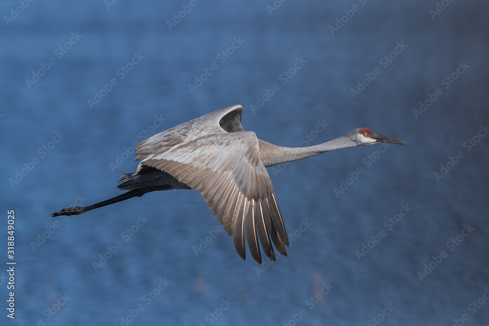 Obraz premium Sandhill Crane Flying