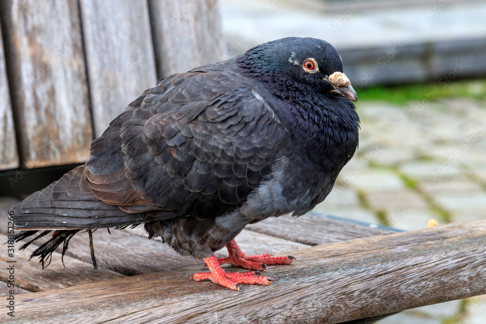 Obraz premium Un éboueur urbain avec des ailes