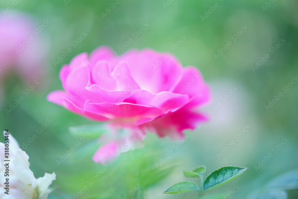 Beautiful pink roses flower in the garden Beautiful pink roses flower in the garden