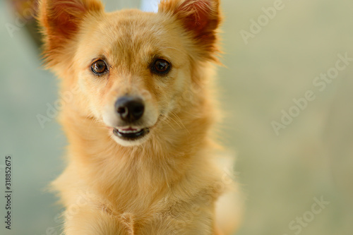portrait of happy dog 