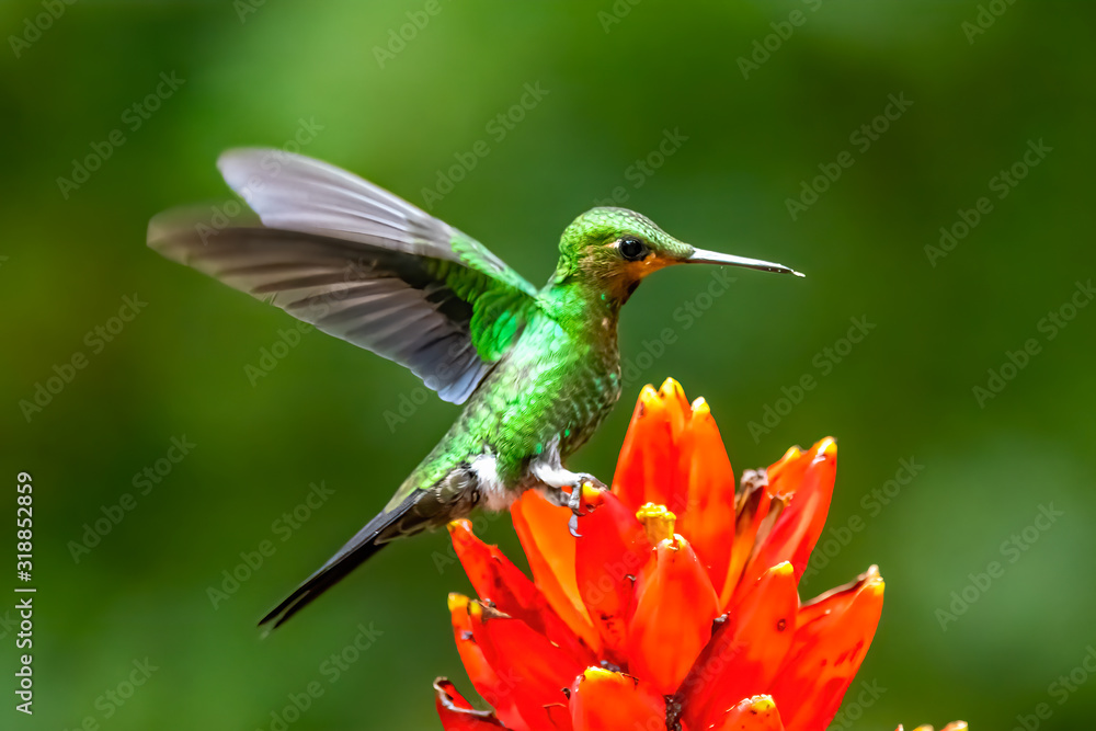 Fototapeta premium Amazilia decora, Charming Hummingbird, bird feeding sweet nectar from flower pink bloom. Hummingbird behaviour in tropic forest, nature habitat in Corcovado NP, Costa Rica. Two bird in fly, wildlife.