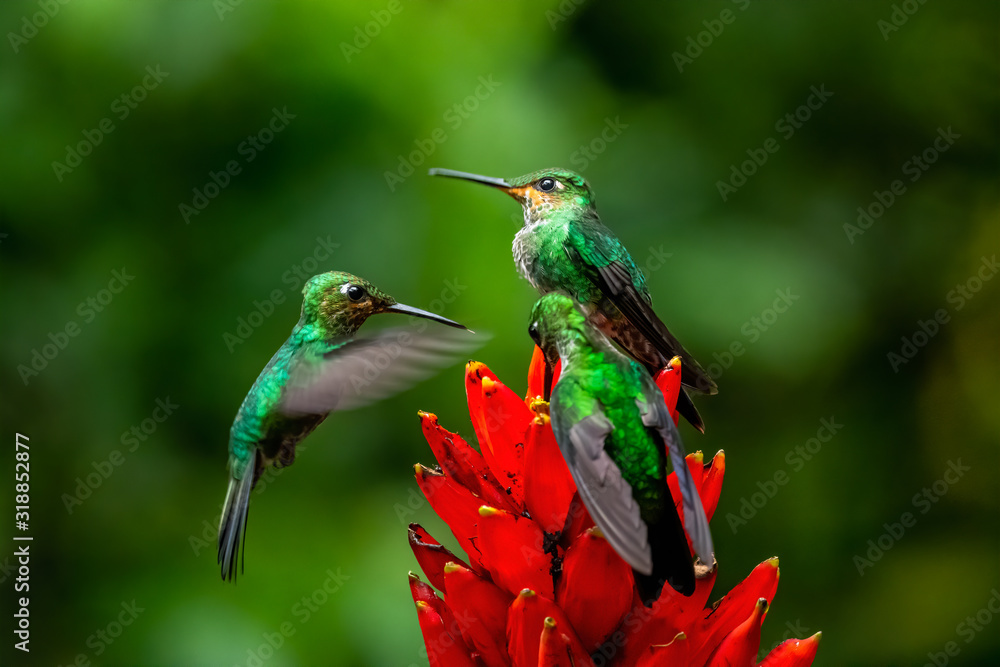 Fototapeta premium Amazilia decora, Charming Hummingbird, bird feeding sweet nectar from flower pink bloom. Hummingbird behaviour in tropic forest, nature habitat in Corcovado NP, Costa Rica. Two bird in fly, wildlife.