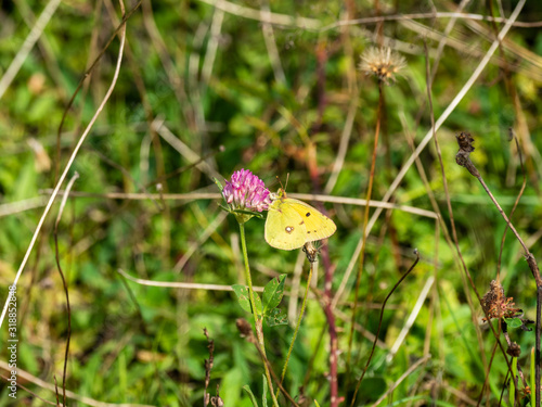 Clouded Yellow butterfly Colias croceus photo