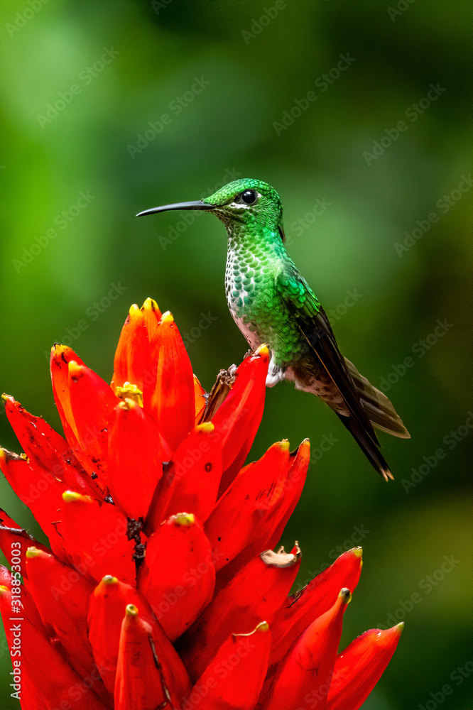 Amazilia decora, Charming Hummingbird, bird feeding sweet nectar from flower pink bloom. Hummingbird behaviour in tropic forest, nature habitat in Corcovado NP, Costa Rica. Two bird in fly, wildlife. Amazilia decora, Charming Hummingbird, bird feeding sweet nectar from flower pink bloom. Hummingbird behaviour in tropic forest, nature habitat in Corcovado NP, Costa Rica. Two bird in fly, wildlife.