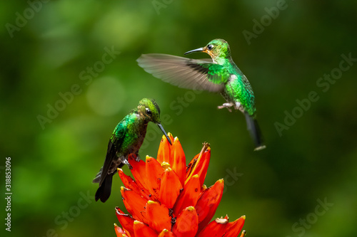 Amazilia decora, Charming Hummingbird, bird feeding sweet nectar from flower pink bloom. Hummingbird behaviour in tropic forest, nature habitat in Corcovado NP, Costa Rica. Two bird in fly, wildlife.