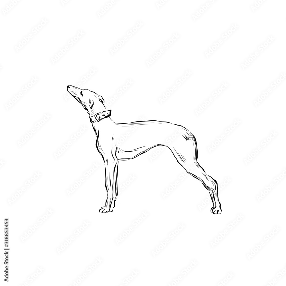 Obraz premium Graphic dog, pet, hand drawn graphic animal, line art 