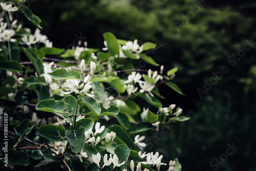 Beautiful honeysuckle bush with white flowers. Surreal dark Nature background. Springtime Backdrop photo