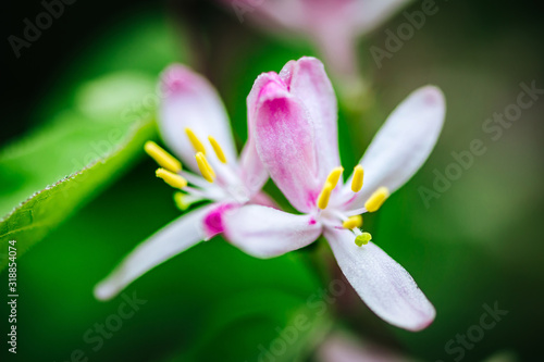 Macro photo of beautiful spring flowering branch with white pink flowers. Vivid colors. Nature background. Springtime Backdrop