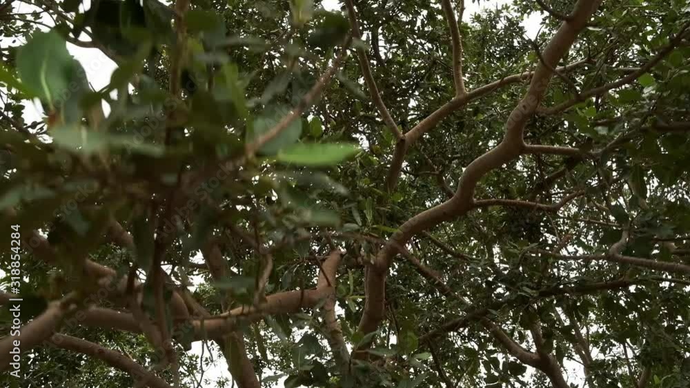 Africa Mali Tree Close Up Africa Mali Tree Close Up