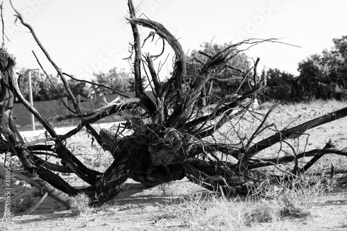 Drought