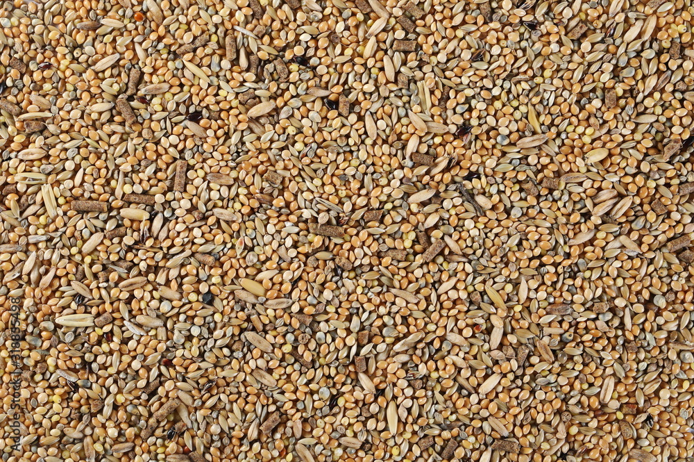 Mixed bird seeds, millet surface background and texture Mixed bird seeds, millet surface background and texture