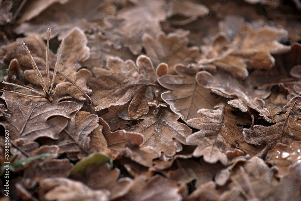 Frozen oak leaves . abstract natural background. Soft focus. Frozen oak leaves . abstract natural background. Soft focus.