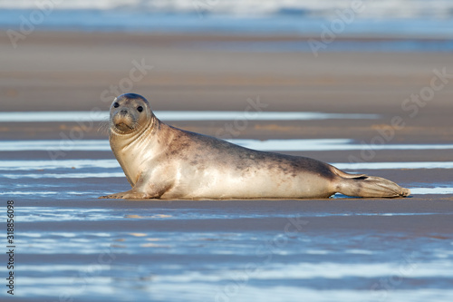Harbor Seal (Phoca vitulina) at the edge of the ocean © davemhuntphoto