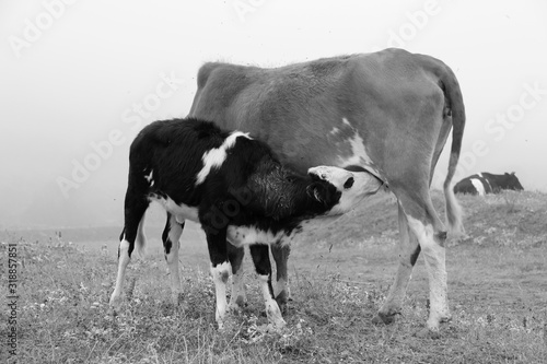 Motherhood