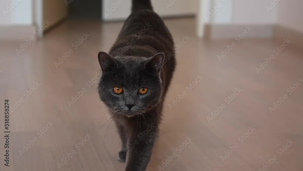 British fold cat with orange eyes, close up British fold cat with orange eyes, close up