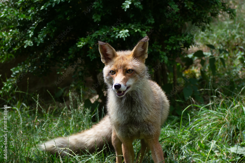 Fototapeta premium Fox who is looking for food