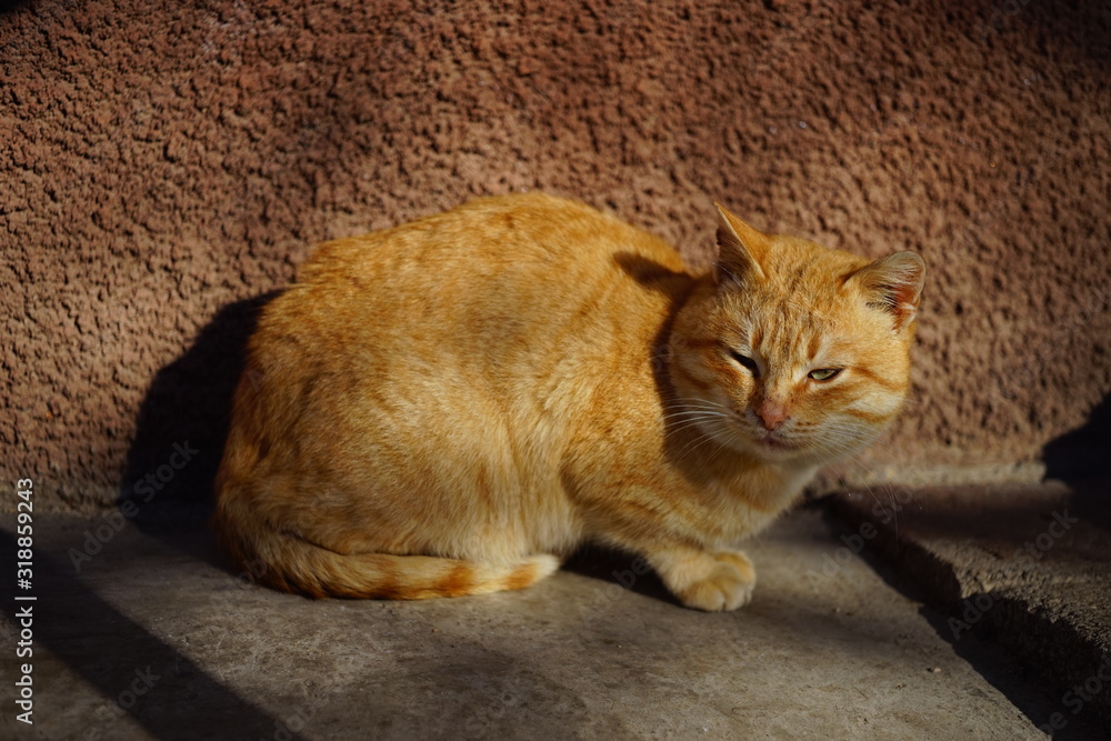 Fototapeta premium A cunning ginger cat is resting in a sunny courtyard