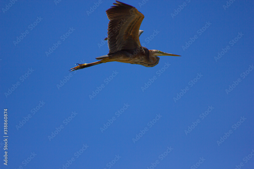 Obraz premium garça cinzenta